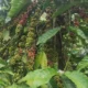Kejayaan kopi Argoyuwono yang ada Sejak Jaman Hindia Belanda (Sur)