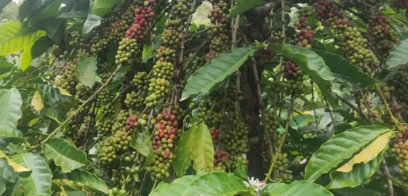 Kejayaan kopi Argoyuwono yang ada Sejak Jaman Hindia Belanda (Sur)