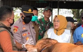 Menjelang Hari Raya Idul Adha 1446 Hijriah, Pemerintah Kabupaten (Pemkab) Lamongan melalui Dinas Peternakan dan Kesehatan Hewan bergerak cepat memastikan kesehatan hewan kurban