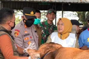 Pemkab Lamongan Pastikan Hewan Kurban Sehat Jelang Idul Adha