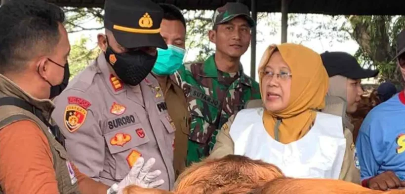 Menjelang Hari Raya Idul Adha 1446 Hijriah, Pemerintah Kabupaten (Pemkab) Lamongan melalui Dinas Peternakan dan Kesehatan Hewan bergerak cepat memastikan kesehatan hewan kurban