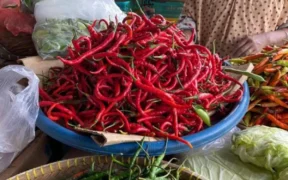 Menjelang perayaan Idul Adha 2025, harga cabai merah dan cabai rawit di Kota Malang mengalami kenaikan sejak awal Juni.