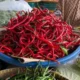 Menjelang perayaan Idul Adha 2025, harga cabai merah dan cabai rawit di Kota Malang mengalami kenaikan sejak awal Juni.