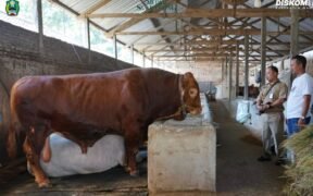 Sapi Kurban Milik Presiden Prabowo di Magetan (Diskominfo Magetan)