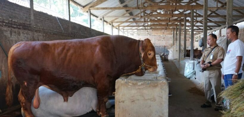 Sapi Kurban Milik Presiden Prabowo di Magetan (Diskominfo Magetan)