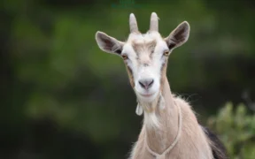 Daging kambing sering jadi primadona saat momen Idul adha, Namun Tahukah kamu kalau daging kambing ini memilik banyak manfaat bagi kesehatan?