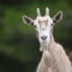 Daging kambing sering jadi primadona saat momen Idul adha, Namun Tahukah kamu kalau daging kambing ini memilik banyak manfaat bagi kesehatan?