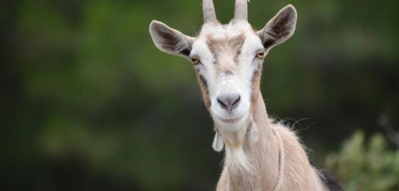 Daging kambing sering jadi primadona saat momen Idul adha, Namun Tahukah kamu kalau daging kambing ini memilik banyak manfaat bagi kesehatan?