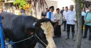 Presiden Prabowo Subianto menyalurkan bantuan hewan kurban berupa sapi jenis Simental seberat hampir satu ton untuk warga Kota Malang