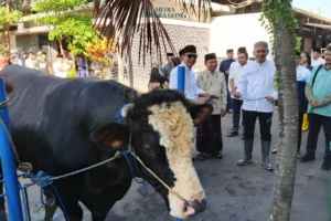 Sapi Kurban Presiden Prabowo untuk Warga Kota Malang