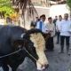 Presiden Prabowo Subianto menyalurkan bantuan hewan kurban berupa sapi jenis Simental seberat hampir satu ton untuk warga Kota Malang