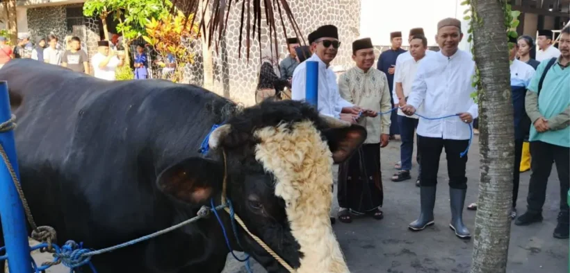 Presiden Prabowo Subianto menyalurkan bantuan hewan kurban berupa sapi jenis Simental seberat hampir satu ton untuk warga Kota Malang