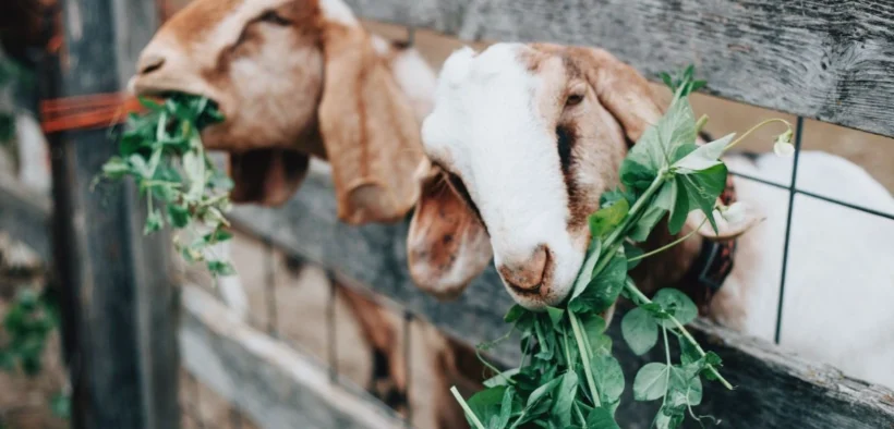 Daging Kambing