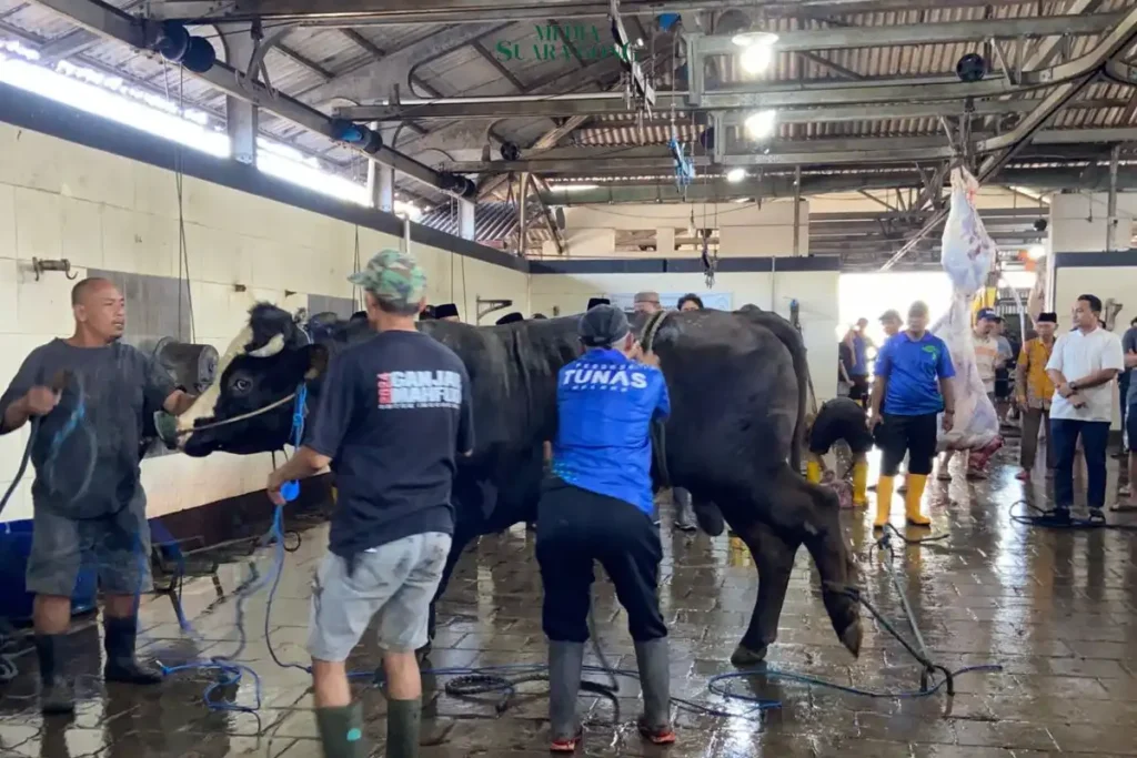 Wali Kota Malang, Wahyu Hidayat serahkn Sapi Kurban Presiden RI Prabowo seberat Dengan Berat 950 kilogram ke Masjid Agung Jami Kota Malang