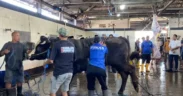 Wali Kota Malang, Wahyu Hidayat serahkn Sapi Kurban Presiden RI Prabowo seberat Dengan Berat 950 kilogram ke Masjid Agung Jami Kota Malang
