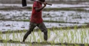 Petani di India Bunuh Diri Karena gagal panen akibat Perubahan Iklim