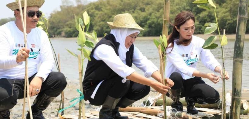 Khofifah indah parawansa menanam tanaman mangrove demi perlindungan mangrove Jawa Timur