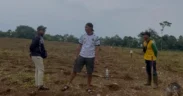 Perumda Perkebunan Panglungan, Wonosalam Jombang, kini mulai bangkit usai sempat terguncang kasus korupsi lewat Budidaya Pertanian