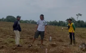 Perumda Perkebunan Panglungan, Wonosalam Jombang, kini mulai bangkit usai sempat terguncang kasus korupsi lewat Budidaya Pertanian
