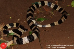 Mengenal Ular Weling: Si Cantik Mematikan dengan Segudang Mitos