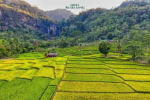 Lahan Nganggur 2 Tahun Bakal di Ambil Oleh Negara?