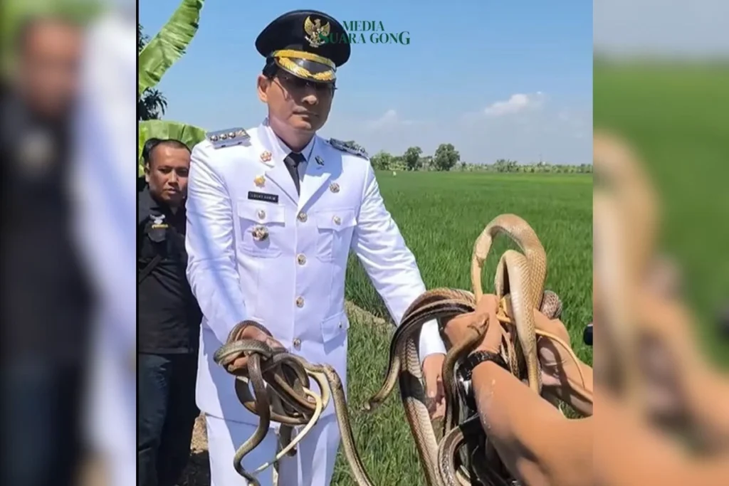 Bupati Indramayu, Lucky Hakim bersama kelompok tani melepasliarkan puluhan ular, biawak, dan burung hantu ke area persawahan.