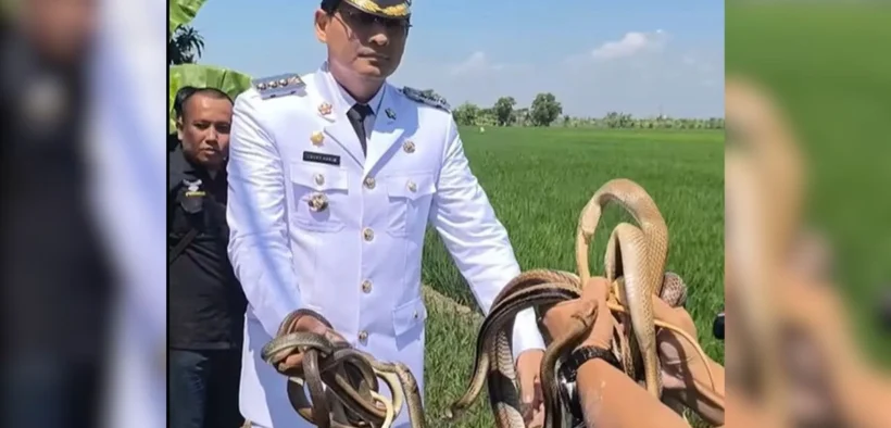 Bupati Indramayu, Lucky Hakim bersama kelompok tani melepasliarkan puluhan ular, biawak, dan burung hantu ke area persawahan.