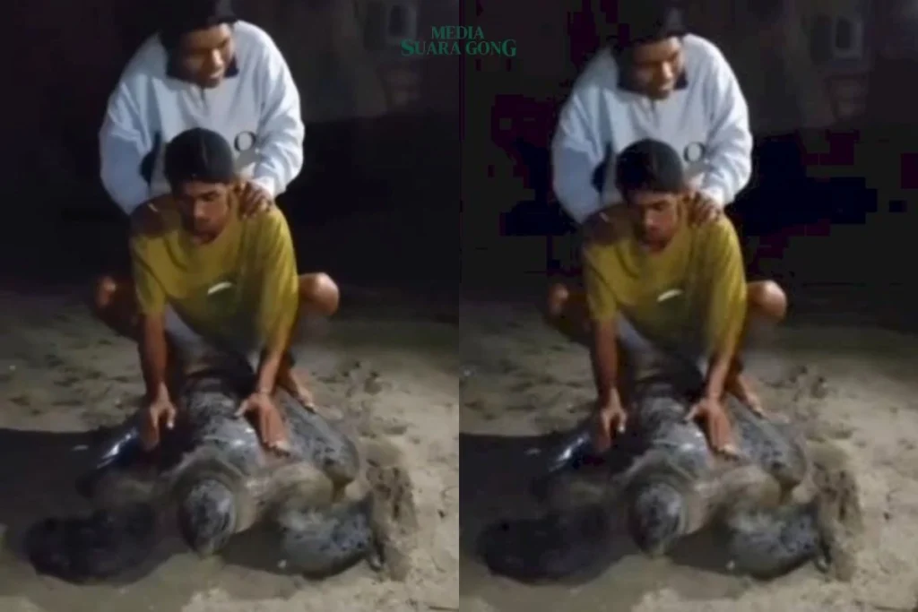Viral sebuah Video memperlihatkan aksi tak terpuji 5 pemuda menunggangi penyu hijau di Pulau Derawan, Kabupaten Berau, Kalimantan Timur