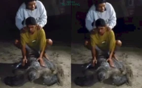 Viral sebuah Video memperlihatkan aksi tak terpuji 5 pemuda menunggangi penyu hijau di Pulau Derawan, Kabupaten Berau, Kalimantan Timur