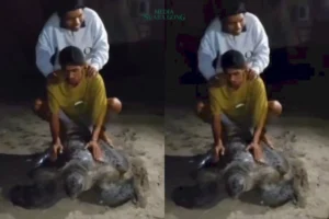 Parah! 5 Pemuda Tunggangi Penyu Hijau di Derawan, Viral dan Tuai Kecaman