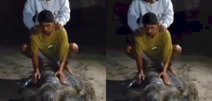 Viral sebuah Video memperlihatkan aksi tak terpuji 5 pemuda menunggangi penyu hijau di Pulau Derawan, Kabupaten Berau, Kalimantan Timur