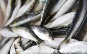 Optimisme tinggi! Dinas Perikanan Kabupaten Malang menargetkan produksi ikan tangkap tahun 2025 mencapai 24 ribu ton