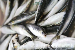 Produksi Ikan Kabupaten Malang Targetkan 24 Ribu Ton di 2025