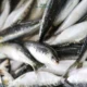 Optimisme tinggi! Dinas Perikanan Kabupaten Malang menargetkan produksi ikan tangkap tahun 2025 mencapai 24 ribu ton