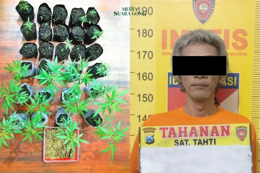 Polres Malang Bongkar Bandar Sabu dan Kebun Ganja di Tumpang