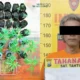 Polres Malang Bongkar Bandar Sabu dan Kebun Ganja di Tumpang