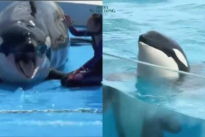Fakta di Balik Video Pelatih Orca Jessica Radcliffe Diserang Paus