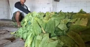Musim panen tembakau di utara Brantas, Kabupaten Jombang, tahun ini terasa seperti mimpi buruk untuk petani, karena harga tembakau turun