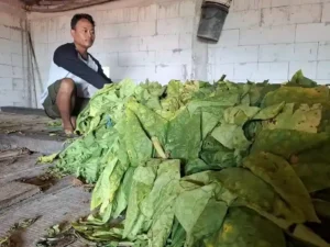 Harga Tembakau Jatuh, Petani di Jombang Utara Merugi