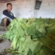 Musim panen tembakau di utara Brantas, Kabupaten Jombang, tahun ini terasa seperti mimpi buruk untuk petani, karena harga tembakau turun