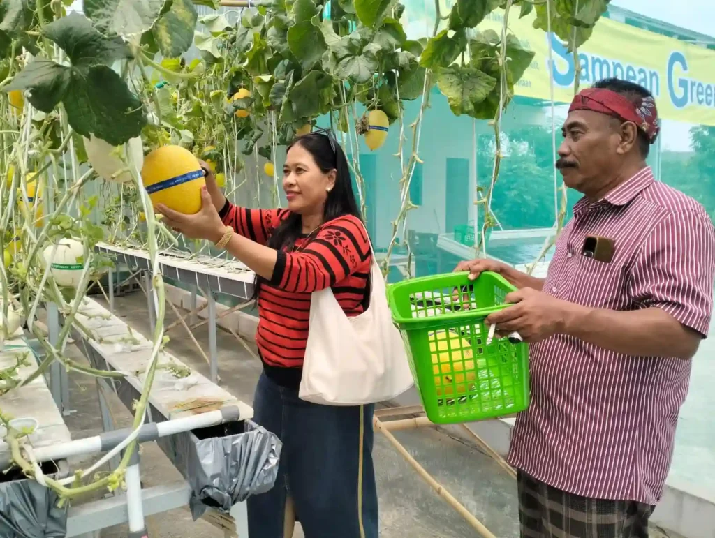 Sampean Green Farm Panen Raya Melon Premium