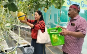 Sampean Green Farm Panen Raya Melon Premium