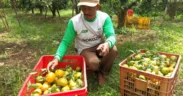 Kabupaten Malang kini resmi menjadi produsen jeruk terbesar di Jawa Timur Sejak tahun 2024 hingga sekarang dan salib Banyuwangi