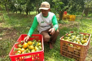Kabupaten Malang Jadi Produsen Jeruk Terbesar di Jawa Timur