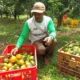 Kabupaten Malang kini resmi menjadi produsen jeruk terbesar di Jawa Timur Sejak tahun 2024 hingga sekarang dan salib Banyuwangi