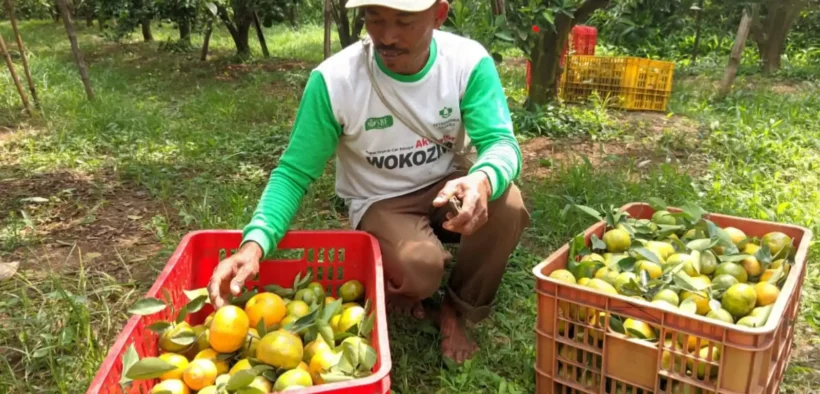 Kabupaten Malang kini resmi menjadi produsen jeruk terbesar di Jawa Timur Sejak tahun 2024 hingga sekarang dan salib Banyuwangi
