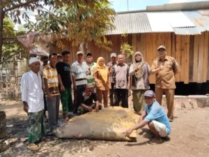 Petani Probolinggo Ubah Limbah Ternak dan Eceng Gondok Jadi Pupuk