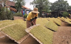 Produksi Tembakau Paiton VO Probolinggo Melimpah
