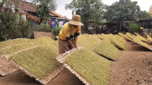 Produksi Tembakau Paiton VO Probolinggo Melimpah