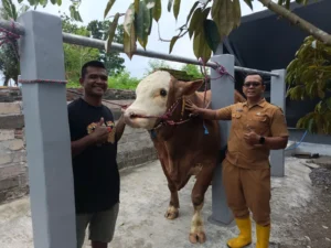 Jelang Festival Sapi Jatim 2025, DKPP Jember Pastikan Hewan Bebas Penyakit
